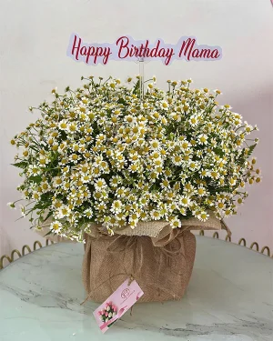 Giỏ Hoa Cúc Tana Đáng Yêu - Vẻ Đẹp Bình Yên & Thuần Khiết
